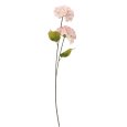 ORTENSIA DECORATIVA 2 FIORI - COLORI ASSORTITI