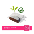 TORALDO BOX 150 CIALDE CAFFÈ MISCELA CLASSICA ESE 44 MM ARABICA ROBUSTA COMPOSTABILI GUSTO DECISO E AROMATICO TORALDO BOX 150 CIALDE CAFFÈ MISCELA CLASSICA ESE 44 MM ARABICA ROBUSTA COMPOSTABILI GUSTO DECISO E AROMATICO
