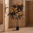 PIANTA DRACAENA ROSSO 