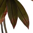 PIANTA DRACAENA ROSSO 