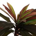 PIANTA DRACAENA ROSSO 