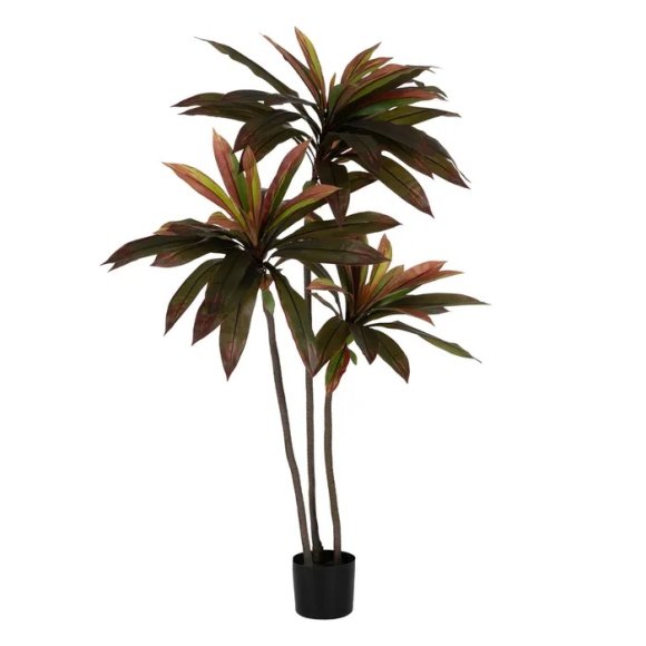 PIANTA DRACAENA ROSSO 
