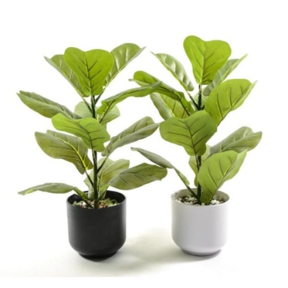 MERCURY FICUS IN VASO D.12.5XH.46 CM - COLORI ASSORTITI 