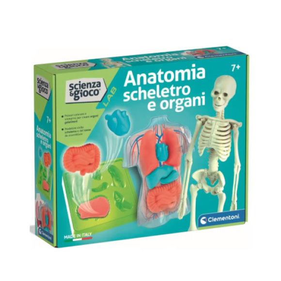 ANATOMIA SCHELETRO E ORGANI 19414