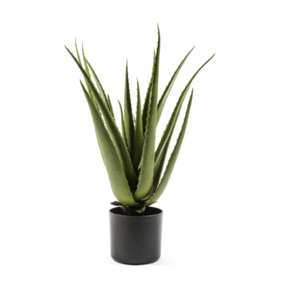 PIANTA ALOE FINTA in vaso 60 cm verde 02712 MERCURY