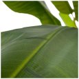 PIANTA FOGLIA BANANA VERDE