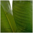 PIANTA FOGLIA BANANA VERDE
