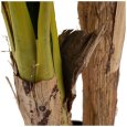 PIANTA FOGLIA BANANA VERDE