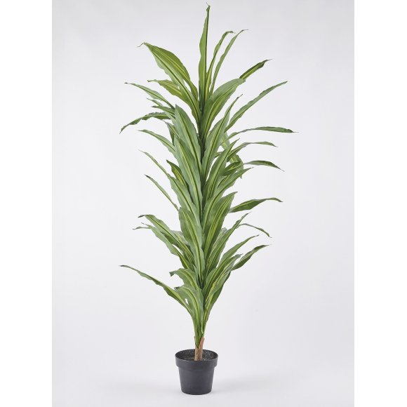 PIANTE DRACAENA RONCHETTO 