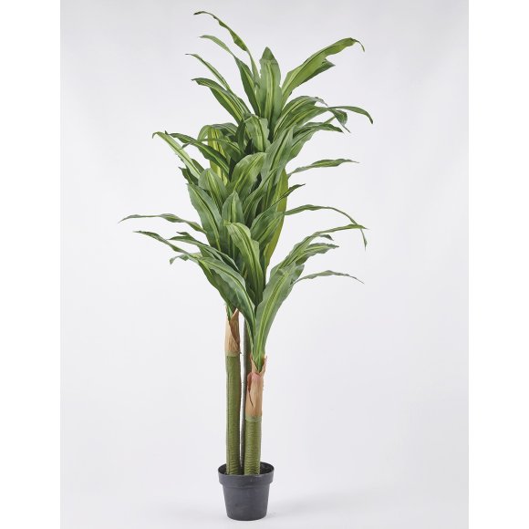 PIANTE DRACAENA 3 TRONCHI