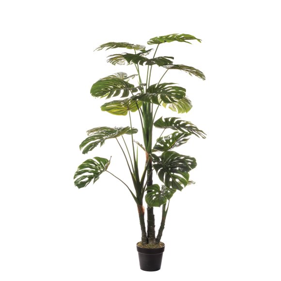 PIANTA MONSTERA IN VASO PER DECORAZIONE