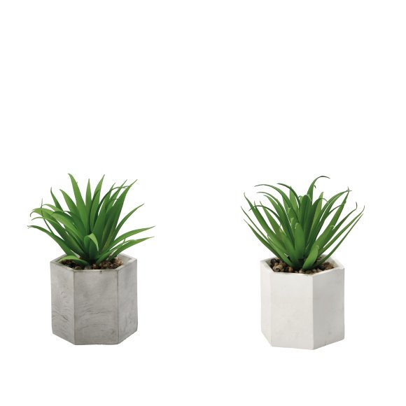 Vaso con Piantina Grassa Decorativa 18 cm