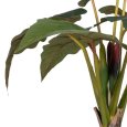 PIANTA COLOCASIA VERDE