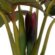 PIANTA COLOCASIA VERDE