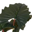 PIANTA COLOCASIA VERDE