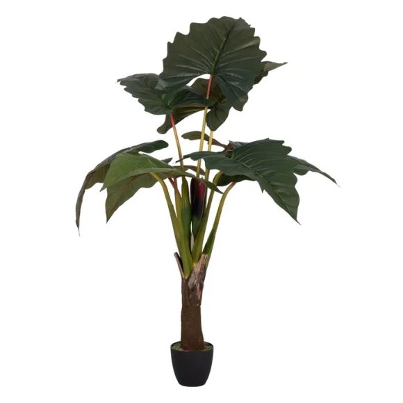 PIANTA COLOCASIA VERDE