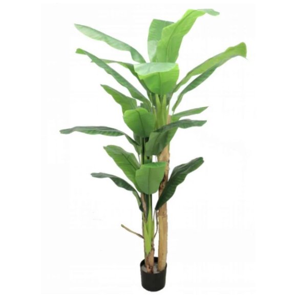 PIANTA DI BANANO