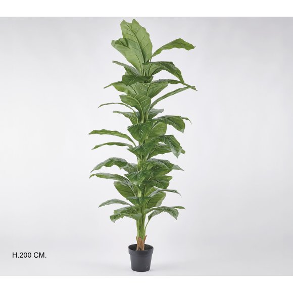 PIANTA SPATILLO 200 CM