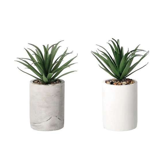 VASO CON PIANTA GRASSA PER DECORAZIONE