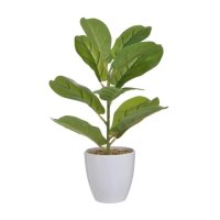 PIANTA ORNAMENTALE IN VASO 