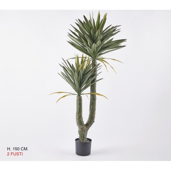 PIANTA DI YUKA - 2 FUSTI