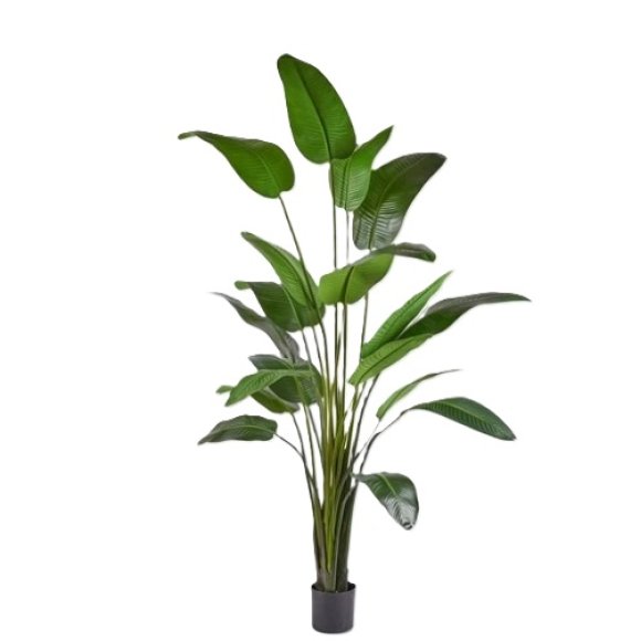 PIANTA STRELITZIA IN VASO  MERCURY 02651