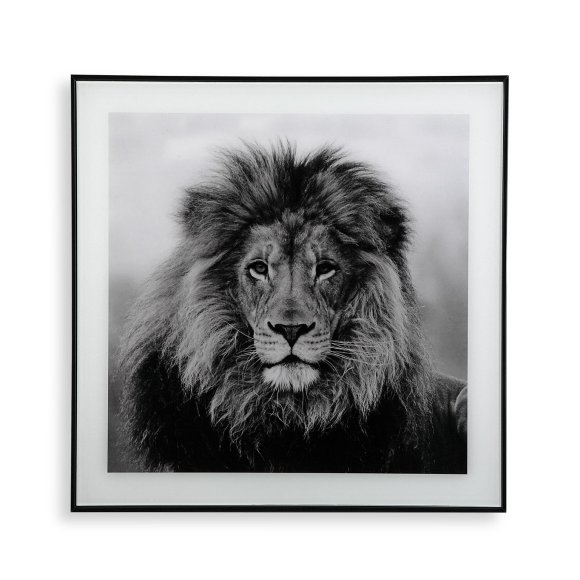 QUADRO LEONE