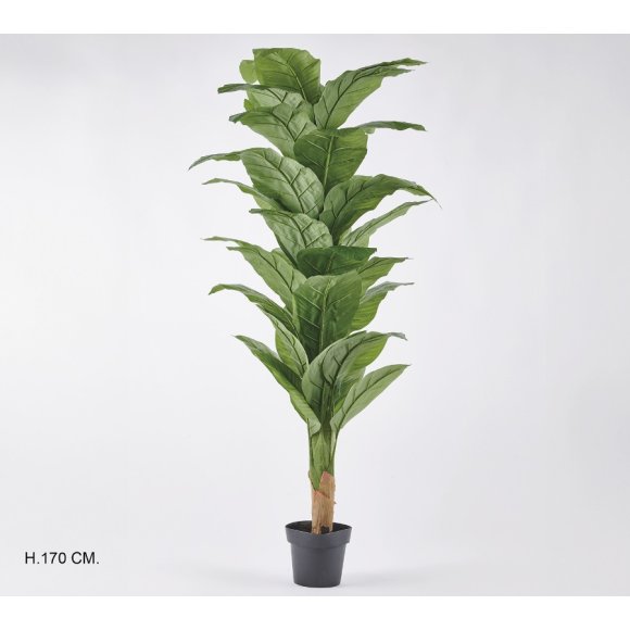 PIANTA SPATILLO 170 CM