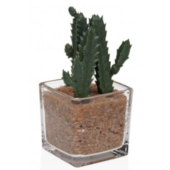 VASO VETRO CON SUCCULENTA 1- 20320033 VASO VETRO CON SUCCULENTA 1- 20320033