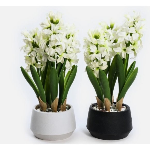 MERCURY GIACINTO IN VASO DI PLASTICA  - COLORI ASSORTITI 