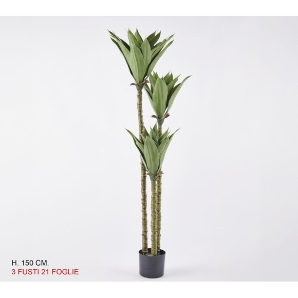 ALBERO DI YUKA - 3 FUSTI